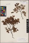 Foto von Salix aurita L. x Salix myrtilloides L.